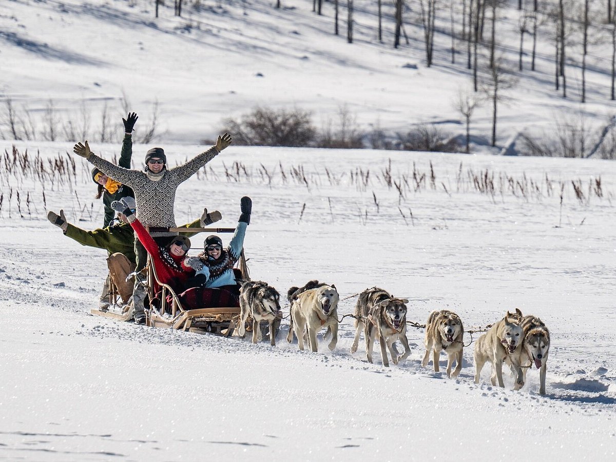Go Dog Sledding
